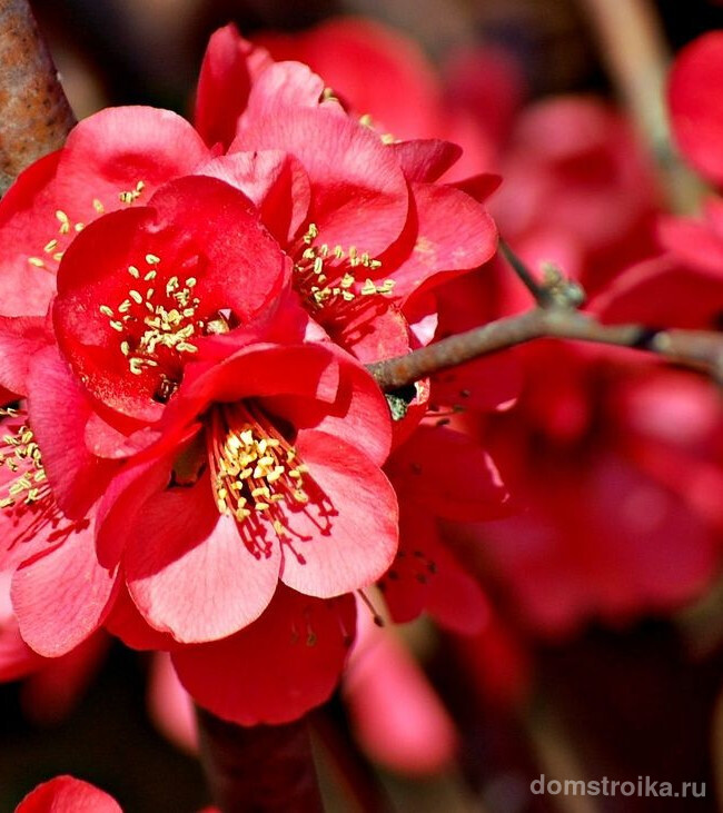 Правильный уход - залог роскошного цветения и здоровья дерева