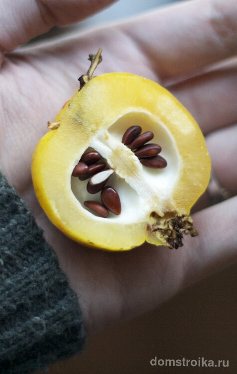 Внутри ярко-желтого плода айвы прячутся семена - один из способов размножения растения