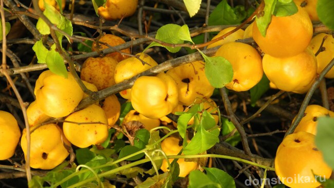 Ароматные целебные плоды лимонно-жёлтой окраски созревают в сентябре