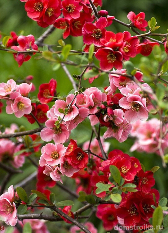 Каждую весну можно наблюдать за изумительным цветением кустов хеномелеса, которые будут радовать и завораживать обладателей данного растения
