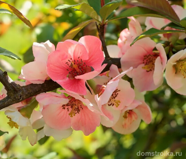 Нежно-розовые лепестки цветущей айвы - завораживающий вид