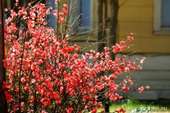 Весной кустик айвы японской сплошь покрыт розовыми или бело-розовыми крупными цветками до 5 см в диаметре