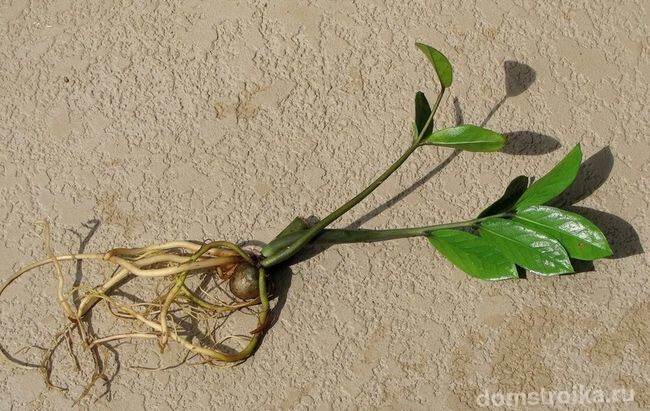 Молодое растение замиокулькаса