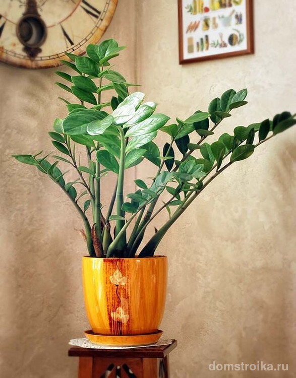Замиокулькас - очень красивое и элегантное растение