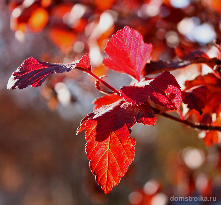 Ярко-красный цвет листвы пузыреплодника сорта Red Baron в конце лета