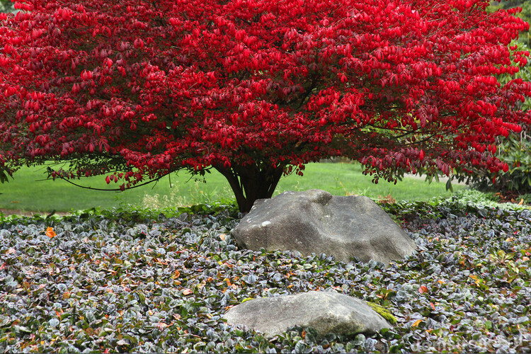Посадив весной у себя во дворе куст бересклета, вы не пожалеете, так как уже осенью вы будете с удовольствием любоваться прекрасным багряно-красным растением