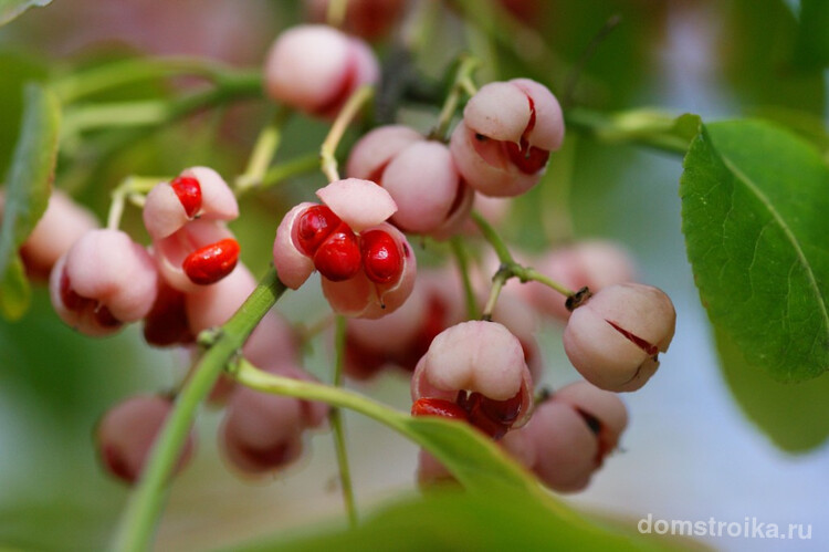 Растение выглядит очень красиво, но любуясь им, нужно всегда помнить, что ягоды у бересклета ядовитые