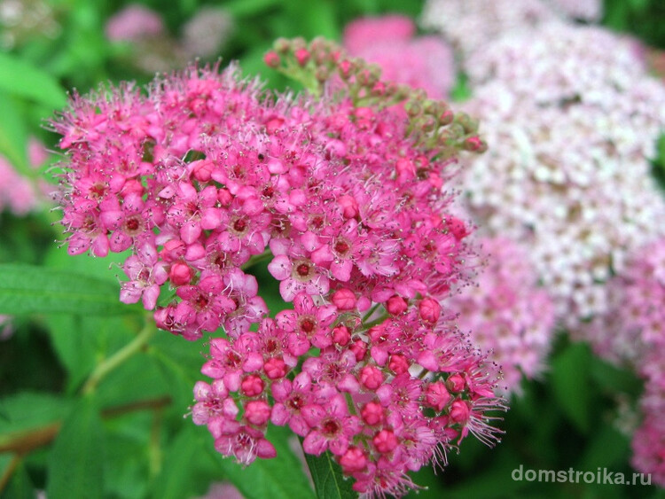 На соцветиях спиреи Широбана можно увидеть цветы одновременно почти белого и насыщенно-розового цветов