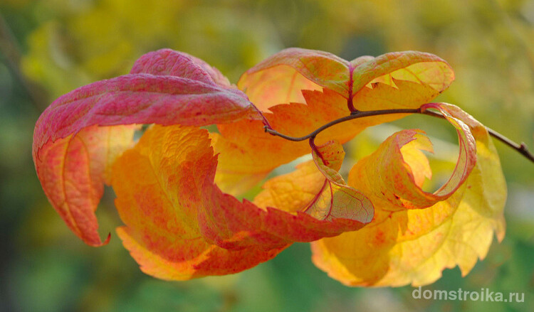 Листья спиреи японской сорта Макрофилла также меняют свой цвет на протяжении сезона