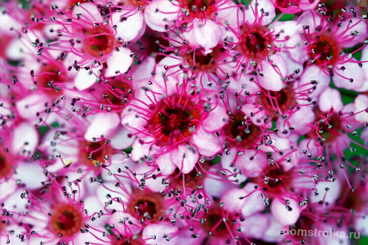 Соцветия цветов спиреи японской разных оттенков, от белого до розово-лилового, собраны в пышные зонтики около 5-6 см в диаметре