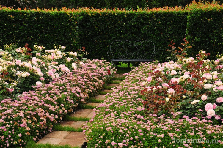 Живая изгородь из миниатюрных цветущих кустов спиреи Литтл Принсесс в романтичном уголке сада
