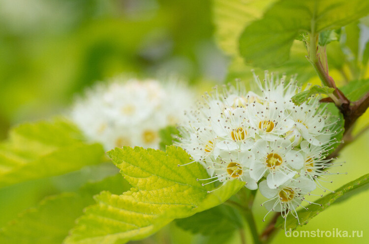 Одна из самых эффектных спирей весеннего срока цветения, Спирея Сноумаунд. Благодаря обилию чисто-белых цветов, изяществу тонких дугообразных ветвей производит чарующее впечатление как вблизи, так и на расстоянии