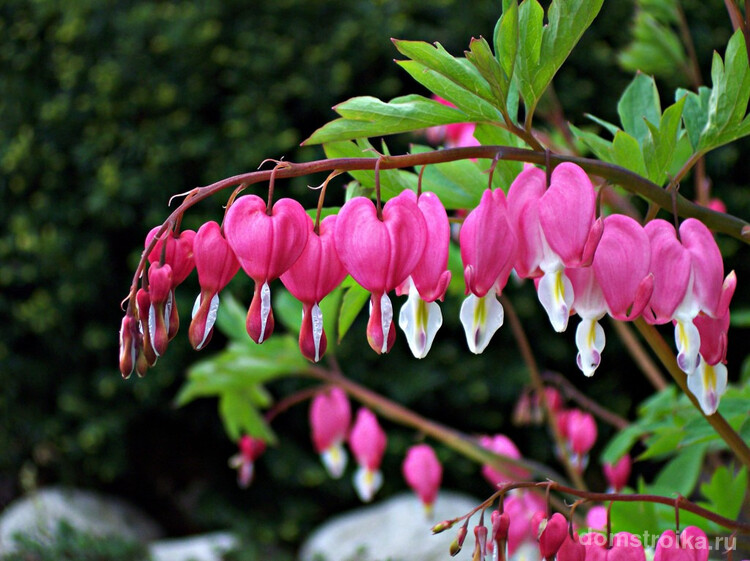 Растение Дицентра известно оригинальными цветами в виде сердечек