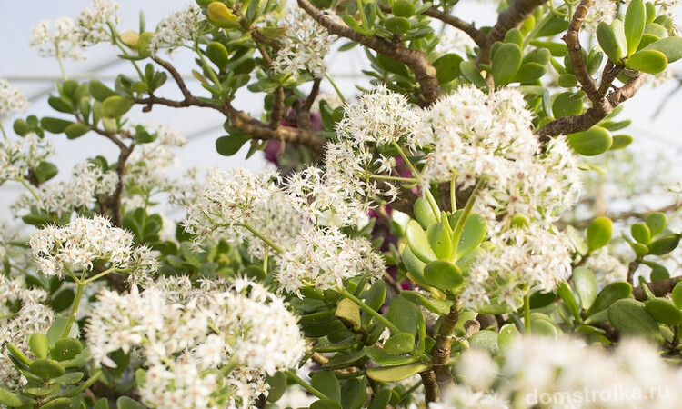 Цветение денежного дерева Crassula ovata, также известного как толстянка яйцевидная или толстянка овальная
