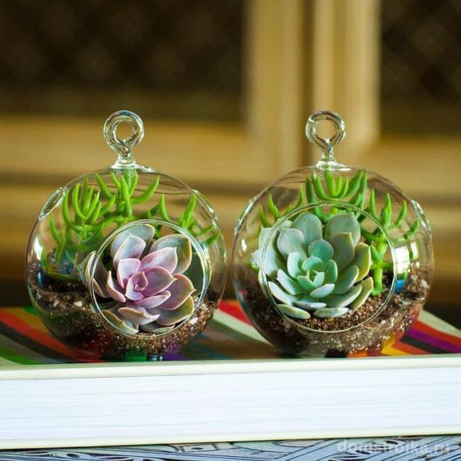 Маленькие подвесные флорариумы с эхеверией и миниатюрным денежным деревом