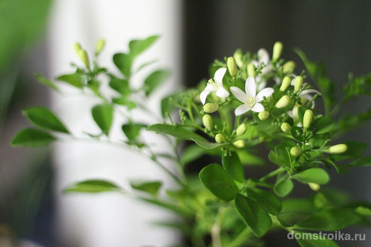 Любители комнатных растений, которые не имеют садового участка, могут с легкостью выращивать жасмин в квартире