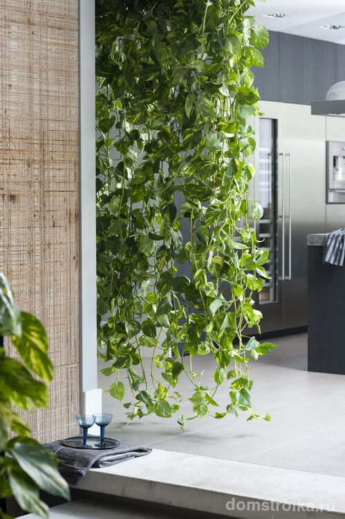 Вьющиеся комнатные растения прекрасно дополняют интерьер, украшая стены и оживляя пустые уголки