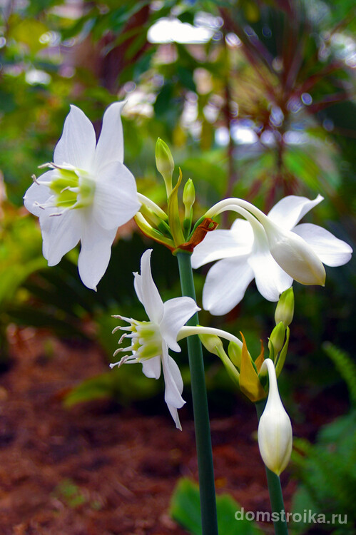Цветок эухариса белоснежного обычно "смотрит" вниз, а лепестки отогнуты вверх