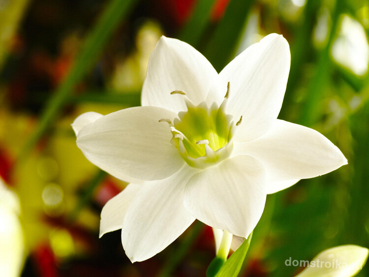 Эухарис (лат. Eucharis) - род луковичных растений семейства Амариллисовые, содержащий около 20 видов