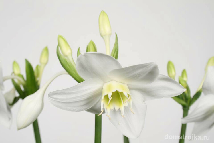 Крупные белые цветы, напоминающие нарциссы, обычно в количестве 3-10 штук собраны на зонтиковидном соцветии