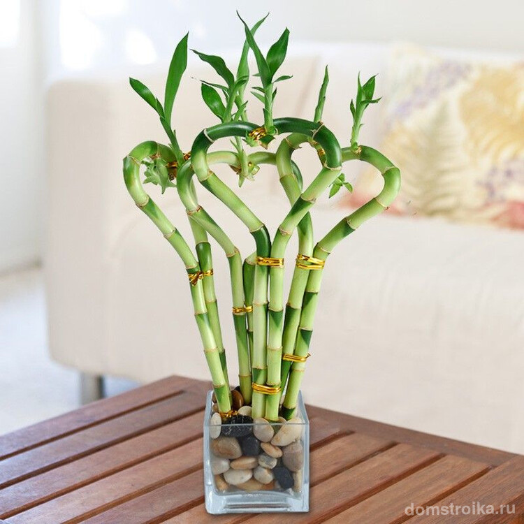Комнытный бамбук не прихотливое декоративное растение