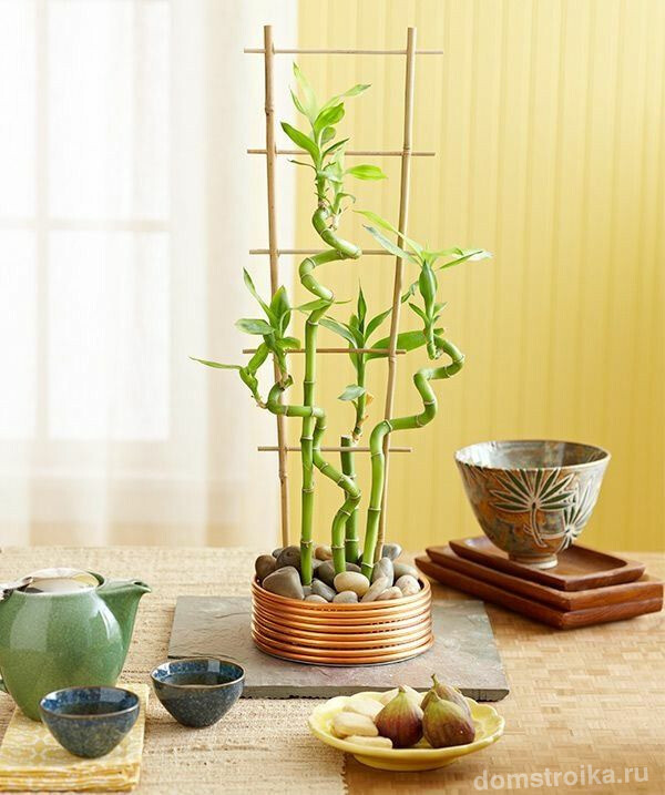 Комнатный бамбук - экзотическое растение, которое отличается оригинальным и привлекательным видом