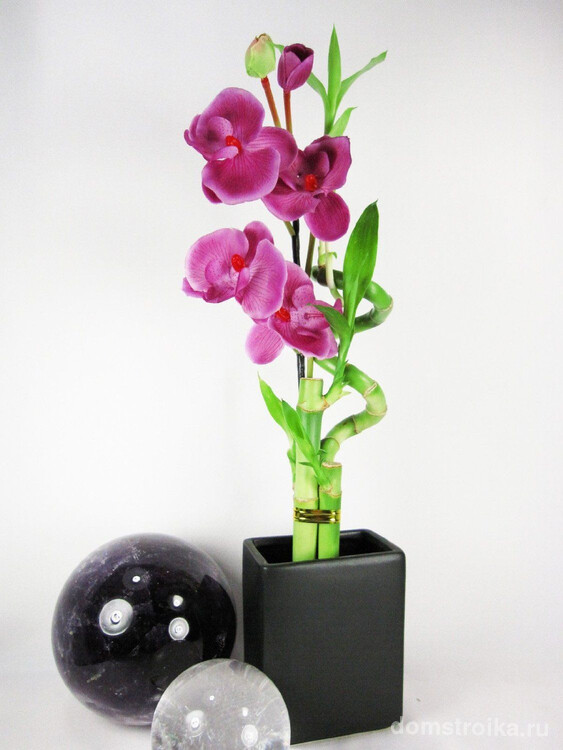 Великолепное сочетание орхидеи и комнатного бамбука