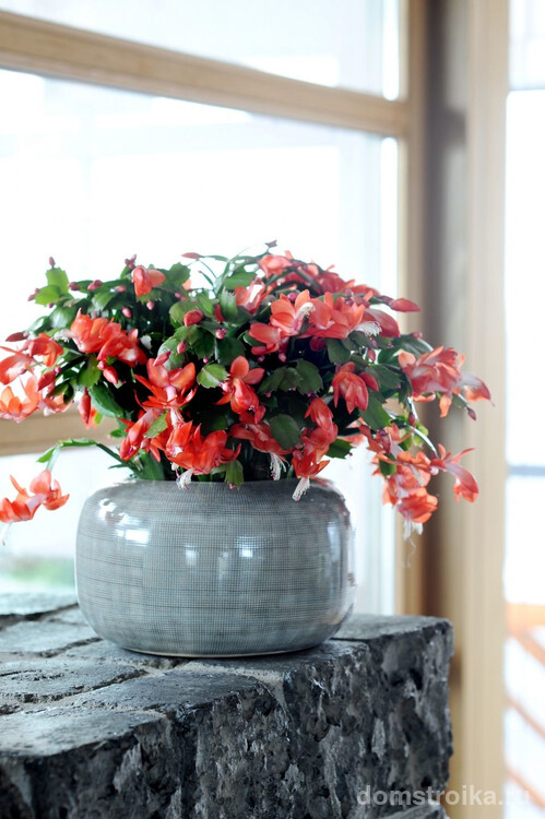 Декабрист — одно из немногих домашних растений, которое может баловать нас своим цветением всю зиму напролет