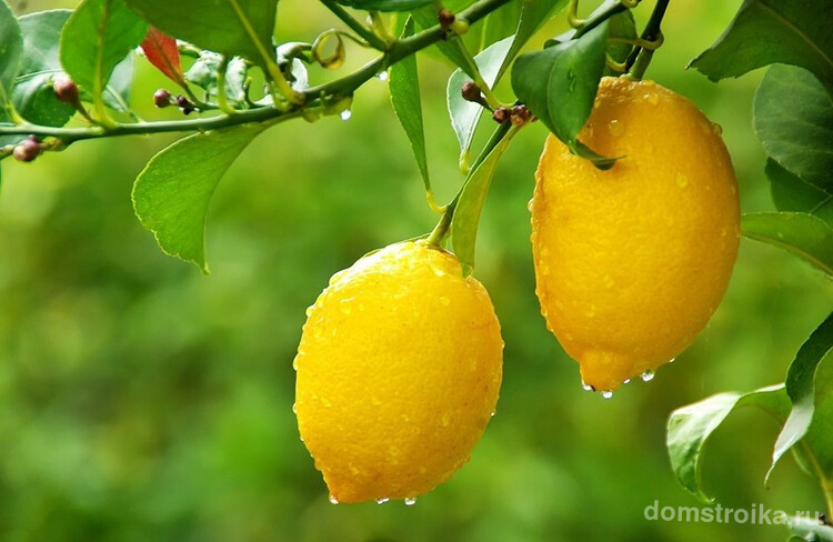 Лимонное дерево - цитрусовое вечнозеленое многолетнее растение