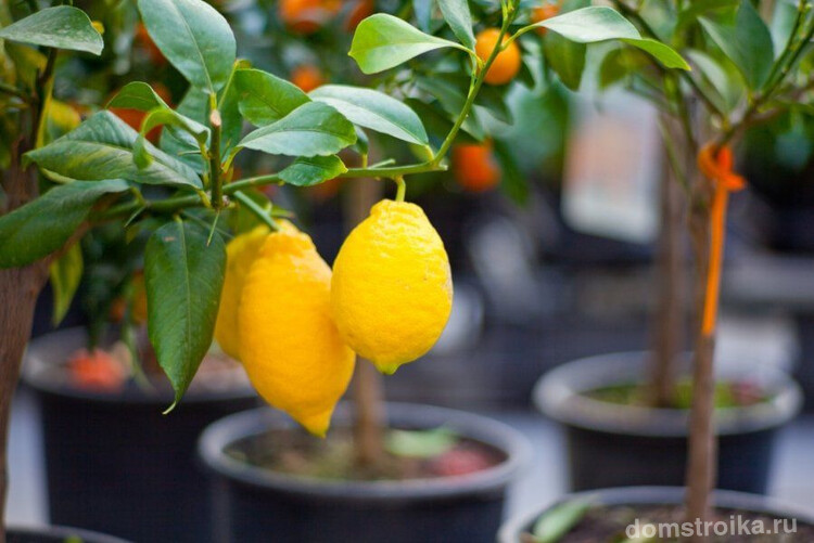 Для того чтобы вырастить лимонное дерево на подоконнике, нужно выбрать специальный сорт
