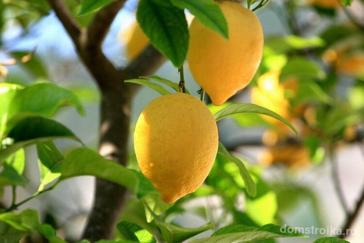 Вкусные плоды вызревают у сортов лимона, в основном купленных в магазинах