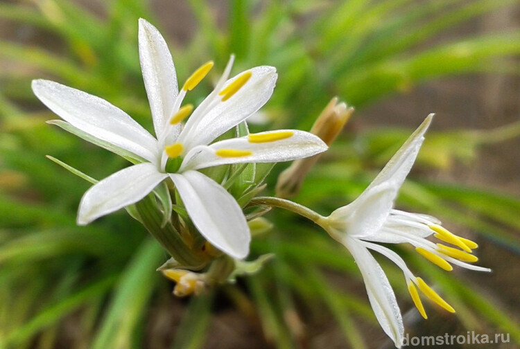 Нежные белые цветы хлорофитума