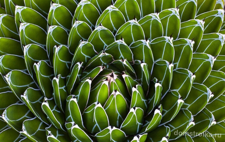 Суккуленты. Мясистые треугольные листья Агавы королевы Виктории длиной до 15 см окаймлены белым и образуют правильную розетку