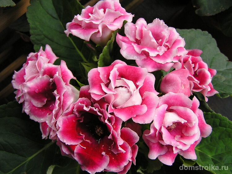 Розовые цветы глоксинии