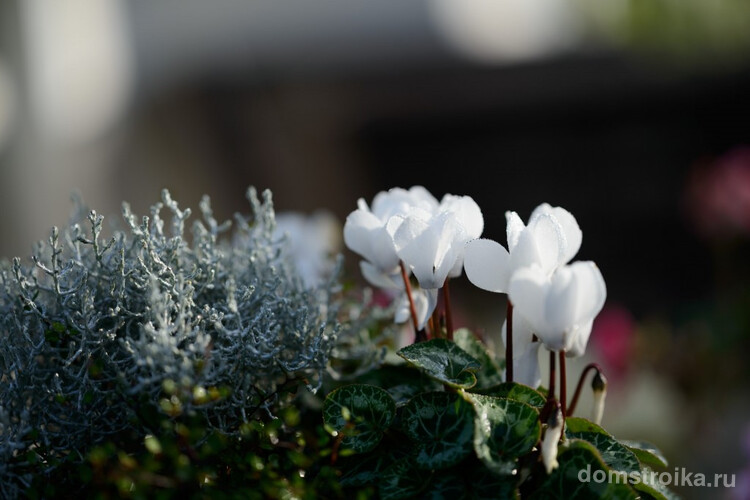 Хрупкие белые цветы цикламена - нежность и невинность