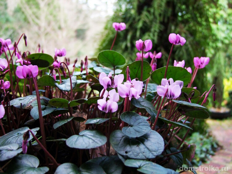 Изысканное растение, знакомое большинству любителей экзотической флоры как альпийская фиалка, носит гордое научное название – цикламен