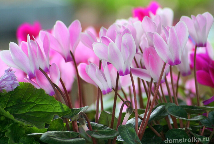 Популярность прелестного цветущего растения, цикламена, - с годами только возрастает
