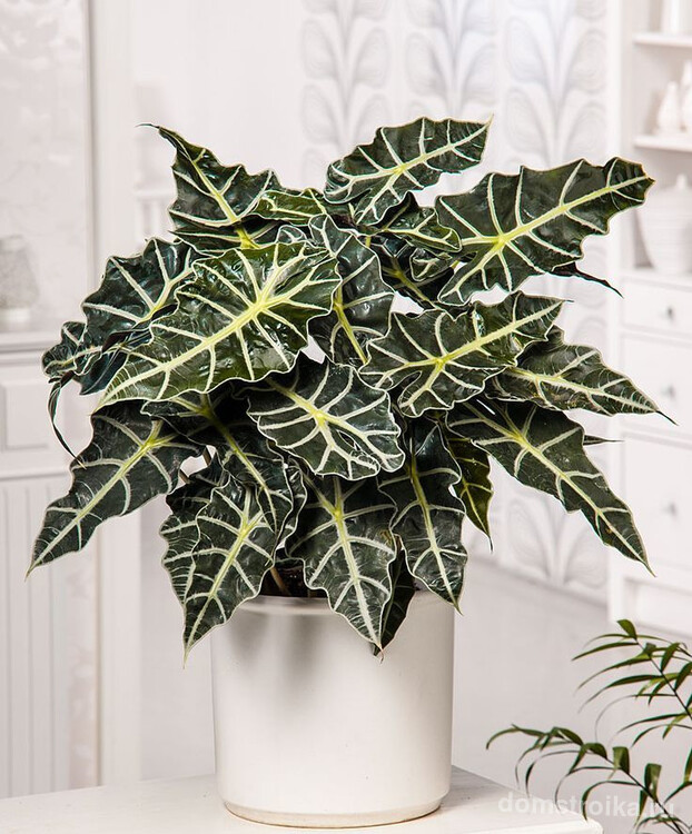 Алоказия Полли - красивое комнатное растение