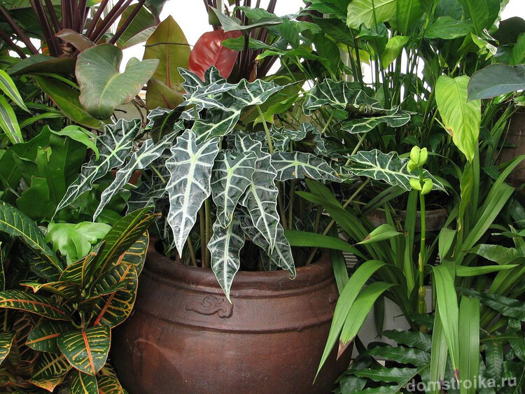 Алоказия амазонская прекрасно смотрится с другими растениями