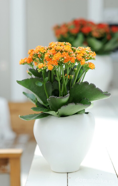 Каланхоэ Каландива - компактное цветущее растение, идеальное для декорирования интерьера