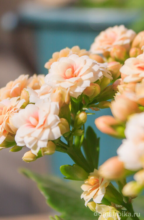 Нежные пастельно-персиковые махровые цветы каланхоэ