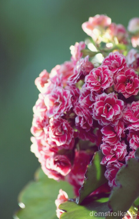 Необычная расцветка соцветий каланхоэ создает впечатление особого объема цветов