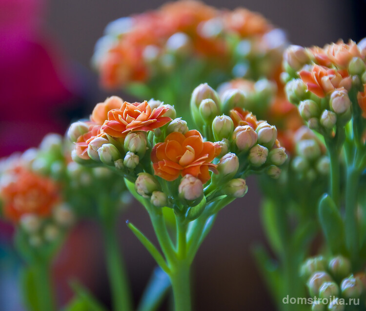 Хрупкие соцветия каланхоэ очень красивые благодаря своему яркому цвету
