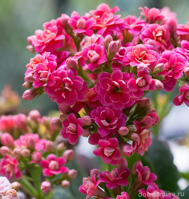 Цветет каланхоэ один в раз год, однако известны методы создания дополнительного периода цветения с помощью искусственной игры света