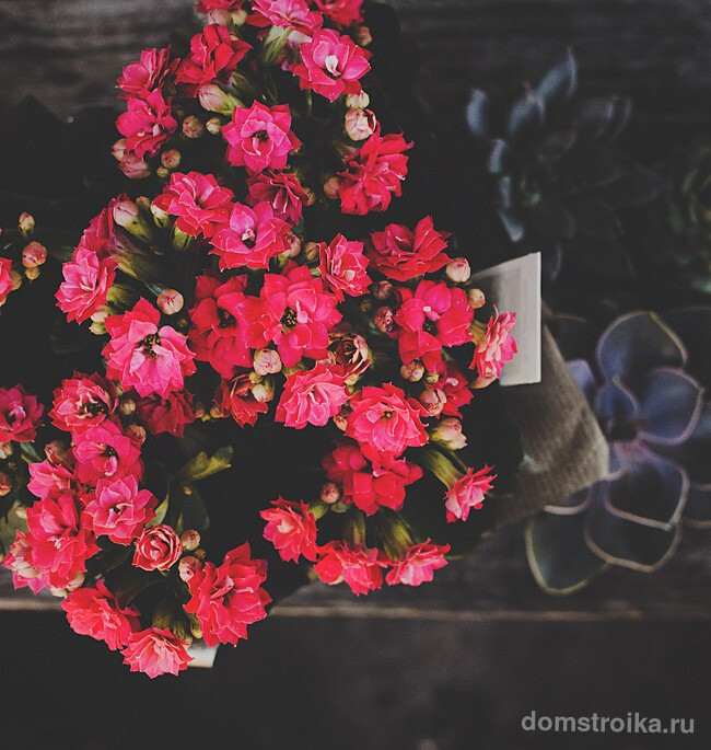 Каланхоэ выглядит очень привлекательно в период цветения, благодаря большому количеству пышных бутончиков, растение превращается в яркое цветовое пятно