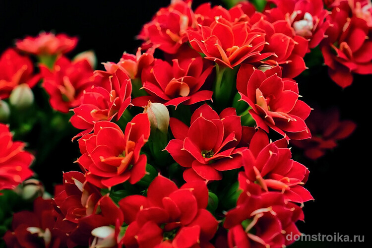 Самая распространенная причина отсутствия ярких цветков на каланхоэ — это гипервысокое содержание удобрений в почве