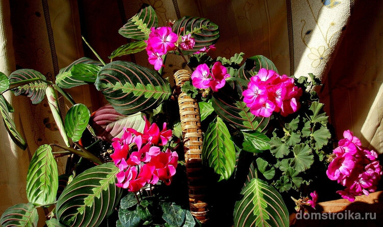 Маранта хорошо вписывается в различные интерьерные композиции из декоративных растений