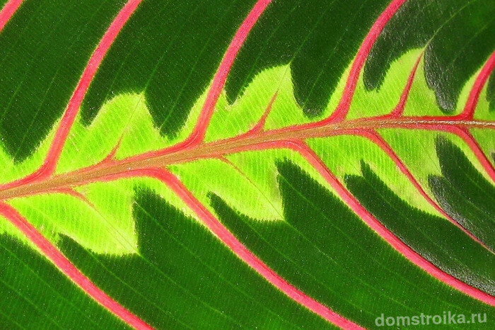 Сочный цвет и яркий узор листьев маранты