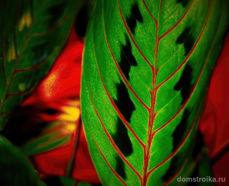 Эффектная контрастная окраска листьев маранты