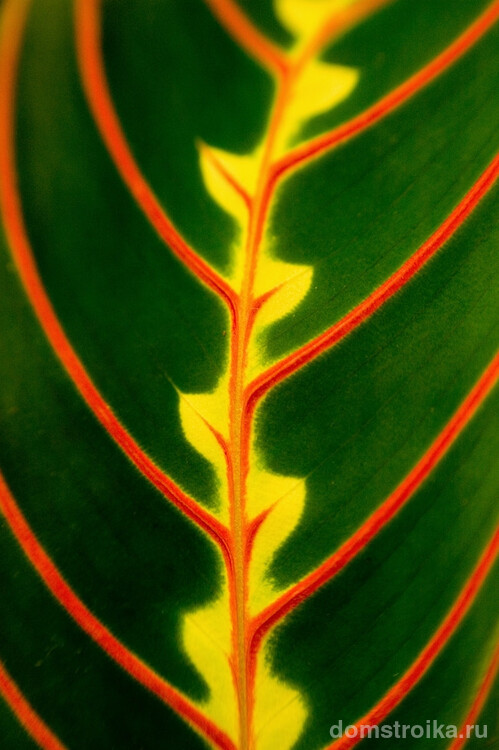 Необычный яркий рисунок листьев маранты